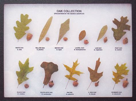 Oak Leaf and Acorn Display (Eastern Oaks)