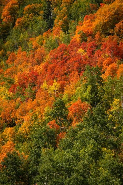 Utah Fall Colors 2012 | Clint Losee Photography