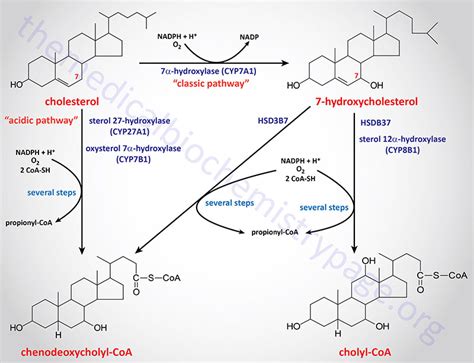 Bile Acid Synthesis, Metabolism, and Biological Functions - The Medical Biochemistry Page