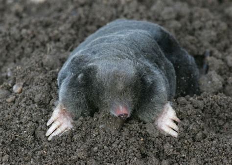 Mole | Animal Wildlife