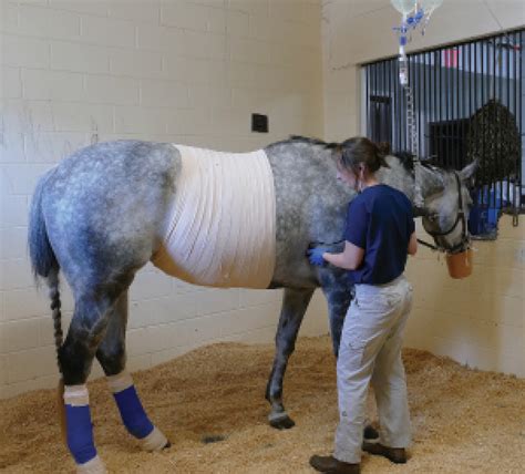 COLIC: Better Options, Better Outcomes - The Equiery