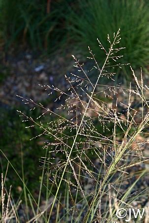 Sporobolus airoides | California Flora Nursery