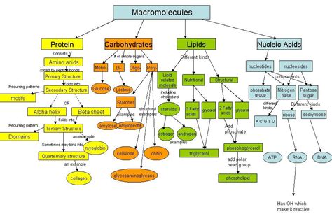 Concept Map Of Biological Macromolecules