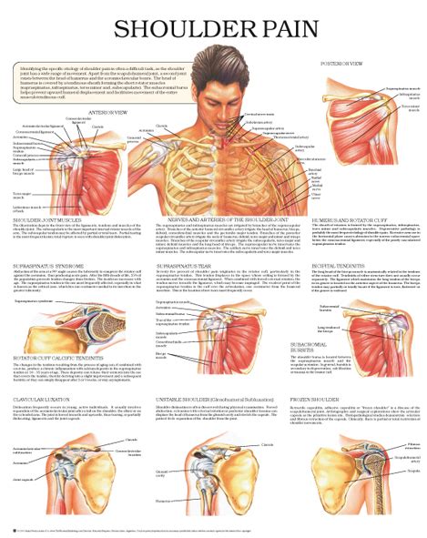 Shoulder Pain Anatomy Map / Shoulder Pain Treatment Healing A Rotator ...