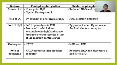 Photophosphorylation VS Oxidative Phosphorylation - YouTube