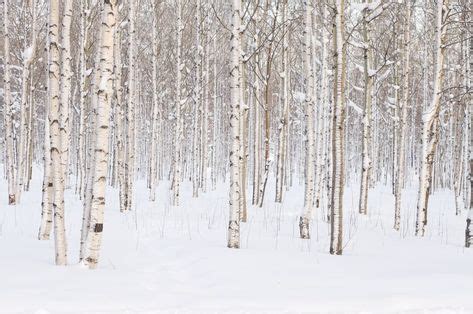 Birch trees in snow | Birch tree mural, Winter wood, Tree mural