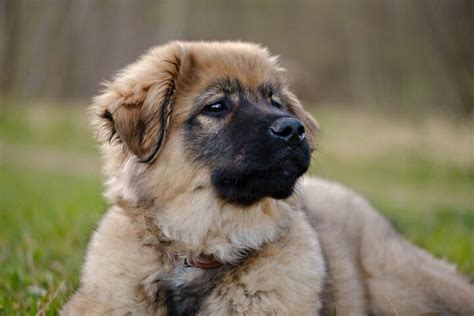 Karst Shepherd Dog Breed Health, Temperament, Feeding and Puppies ...