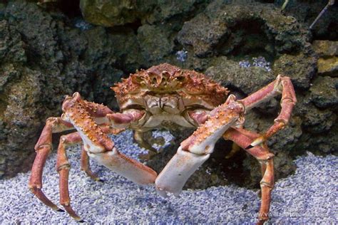 European spider crab: habitat, characteristics and reproduction