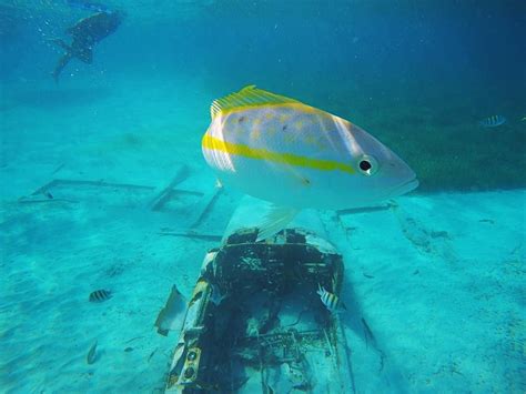 Snorkeling in CocoCay, Bahamas 🇧🇸. The Colors And Tropical Fish Are ...