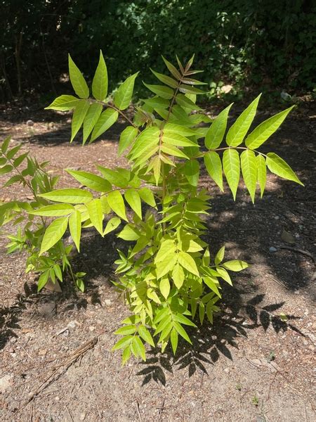 Tree-of-heaven (Ailanthus) | NC State Extension Publications