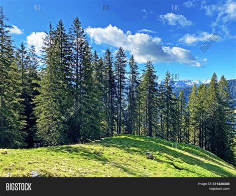 Evergreen Forest Image & Photo (Free Trial) | Bigstock