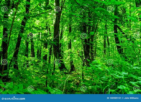 Lush Green Forest Background Stock Image - Image of abstract, branch ...