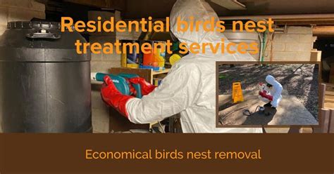 Bird Nest Removal Traralgon East » Alpha Pest Control