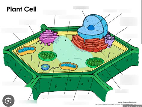 Plant eukaryote cell Diagram | Quizlet