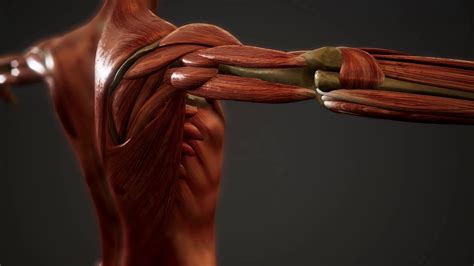 Muscular System Of Human Body Animation Stock Footage SBV-337886571 - Storyblocks