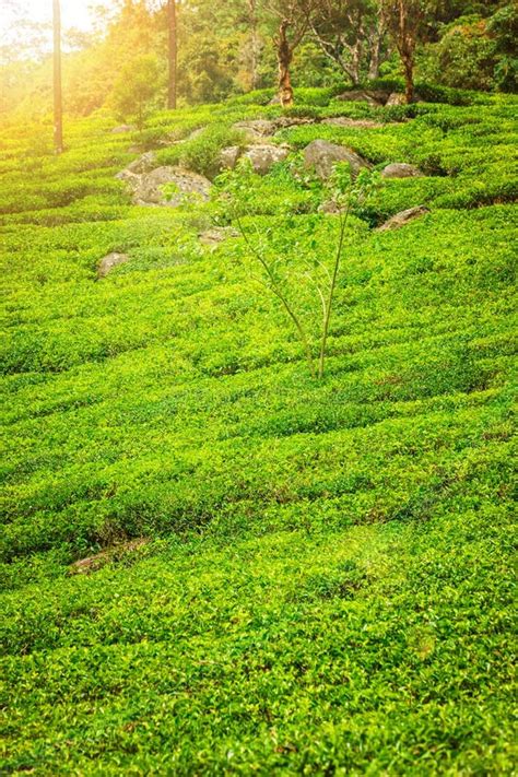 Green Plantation of Ceylon Tea. Stock Image - Image of forest, high ...