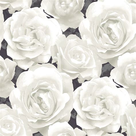 White Roses Wallpaper 4K Nature pictures of flowers and butterflies for ...