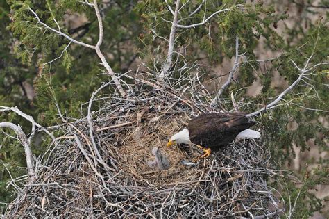 2013 May Eagle feeding chick 1 | Bill Drake | Flickr