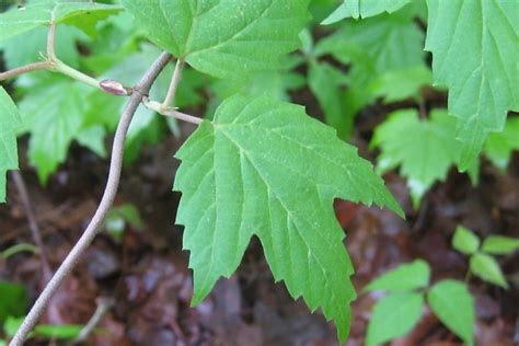 Viburnum acerifolium (Mapleleaf Viburnum)