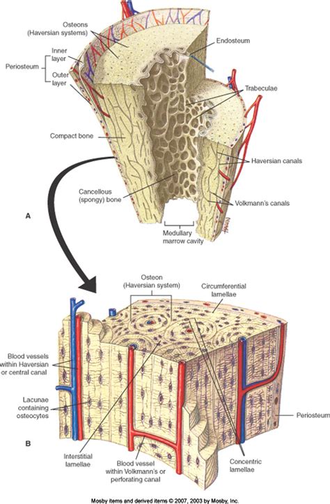 What are some examples of cancellous bone? + Example