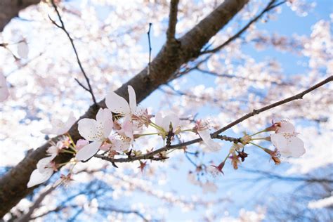 Discover the Beauty and Culture of the Newark Cherry Blossom Festival - This Week in Libraries