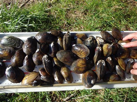 Freshwater Mussel Surveys | Environmental Scientist | T&E Species | Mid-Atlantic Region