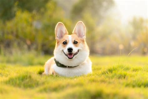 Corgi Names 42+ TOP Ideas Incl. Queen's Royal Corgis - PetShoper