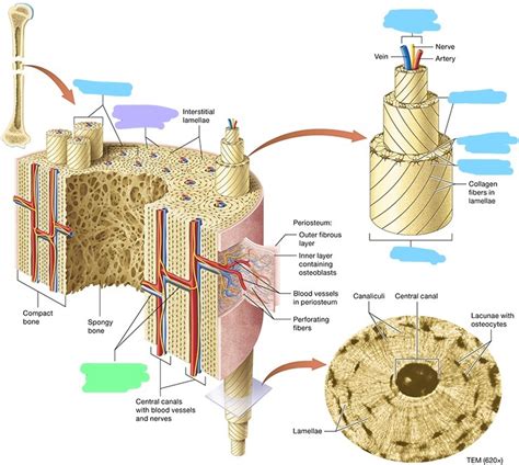 Compact (lamellar) bone: Fig. 6.9 Diagram | Quizlet