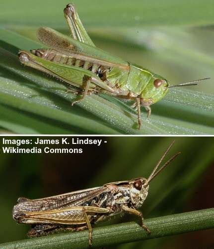 20 Types of Grasshoppers (With Pictures) - Identification Guide