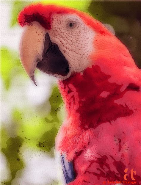 Scarlet Macaw Water Colors Digital on Behance