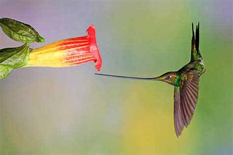 Photo of the Day: Sword-billed Hummingbird | Audubon