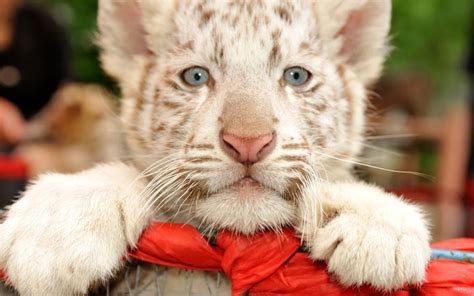 25 Cute baby animals (25 pics) | Amazing Creatures