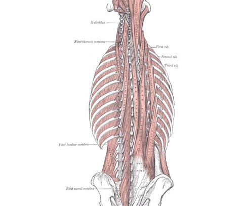 Erector spinae muscles | Golf Loopy - Play Your Golf Like a Champion