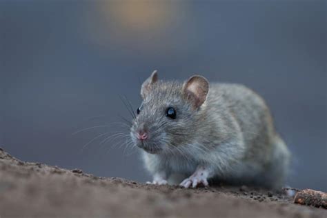 Types of Rats: The Most Common Rat Species - Wiki Point