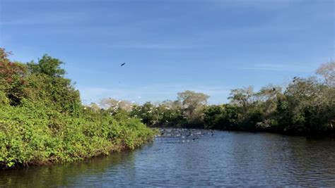 Pantanal Wetland Stock Video Footage - 4K and HD Video Clips | Shutterstock