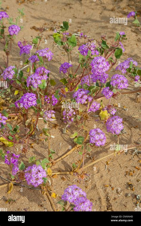 Desert Sand Verbena Abronia villosa Tacna, Arizona, United States 5 March Nyctaginaceae Stock ...