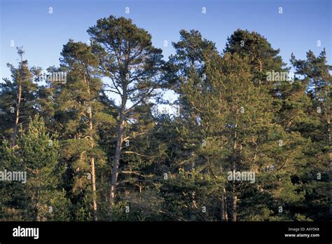 Monterey Pine Tree forest Cambria California Stock Photo - Alamy