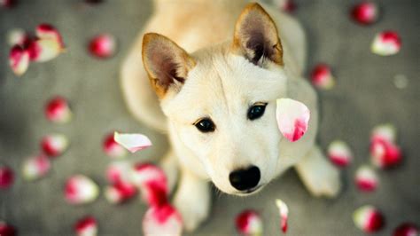 Dogs Hd Wallpapers For Desktop