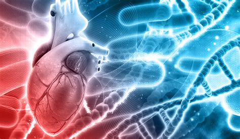 Study Shows Heart Cells’ Environment a Major Factor in Heart Disease