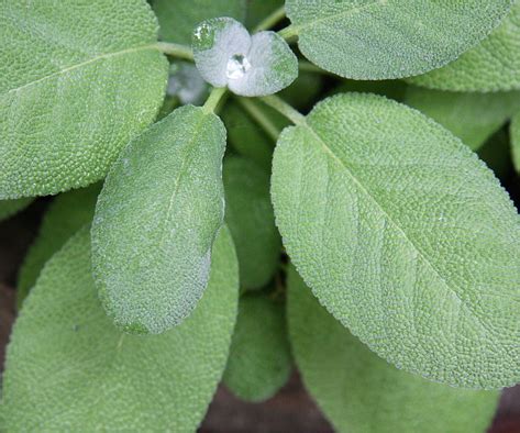 Sage-Herb | Health Benefits