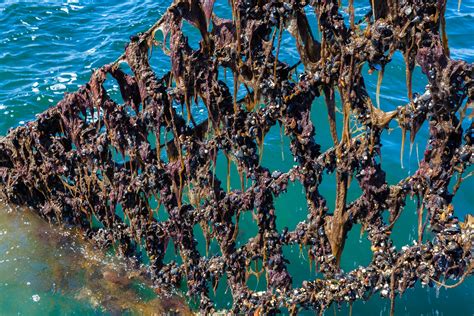 CityTalk | Mussels Farming: The path to cleaner water in Öresund