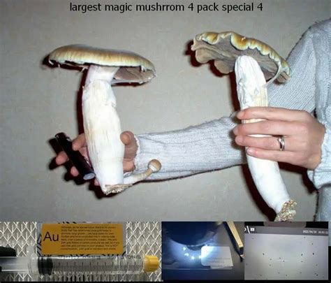 Today only, just $19.95!!! - The World’s Largest Magic Mushroom Strains ...