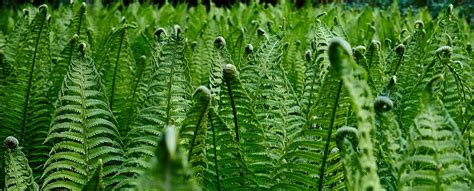 Green leafy plants HD wallpaper | Wallpaper Flare