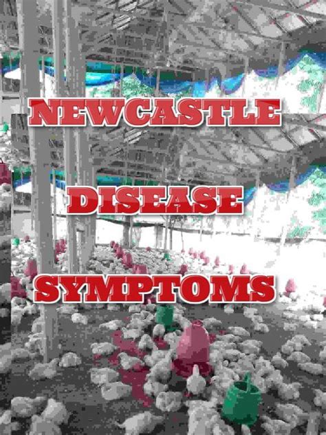 CHICKEN NEWCASTLE DISEASE SYMPTOMS - POULTRY MANIA