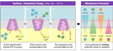 Resting membrane potential – Science of Healthy