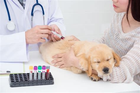 Hypoglycemia in Dogs | Great Pet Care