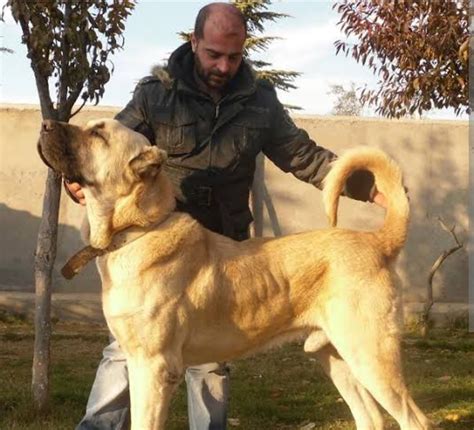 Boz Shepherd vs. Anatolian Shepherd vs. Kangal Shepherd vs. Aksaray ...