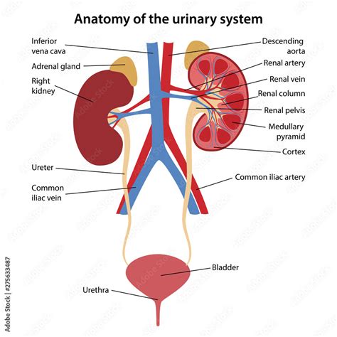 The Urinary System Diagram