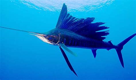 Sailfish - The Fastest Swimming Animal | Animal Pictures and Facts ...