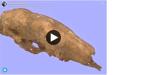 Shasta Ground Sloth (U.S. National Park Service)